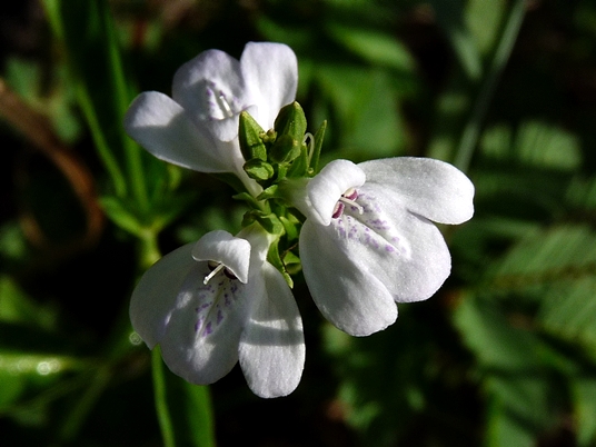 {Justicia ovata var. ovata}